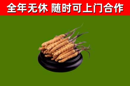 黑河回收散虫草
